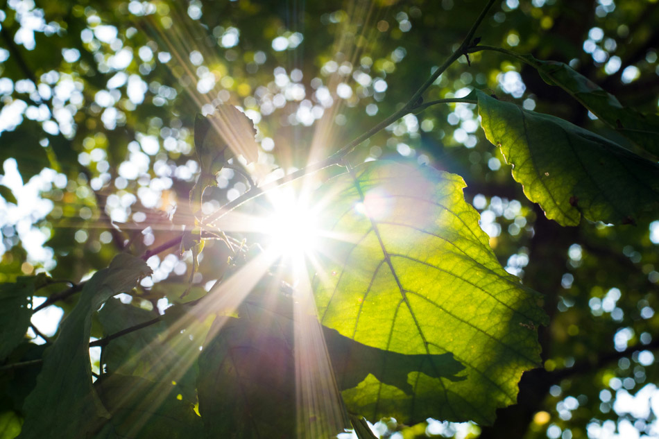 Ein grünes Blatt wird von der Sonne bestrahlt